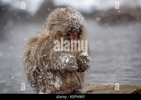 Ein sehr jungen japanischen Makaken, oder snow Monkey, Unordnungen neben einem Hot Spring, zitternd in einem schweren Schneesturm. Diese Affen sind die nördlichen die meisten Nicht-h Stockfoto