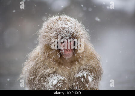 Ein sehr jungen japanischen Makaken, oder snow Monkey, Unordnungen neben einem Hot Spring, zitternd in einem schweren Schneesturm. Diese Affen sind die nördlichen die meisten Nicht-h Stockfoto