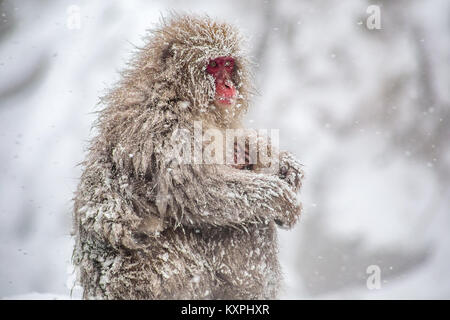 Eine japanische Makaken, oder snow Monkey, hält Ihr Baby in der Nähe in einem schweren Schneesturm auf einem Berghang in Nagano, Japan. Diese Affen sind die northe Stockfoto