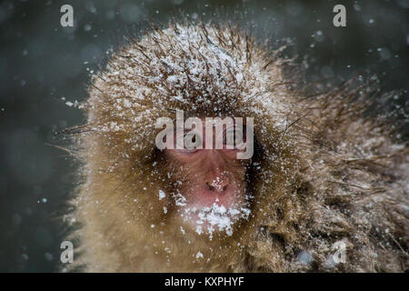 Ein sehr jungen japanischen Makaken, oder snow Monkey, Unordnungen neben einem Hot Spring, zitternd in einem schweren Schneesturm. Diese Affen sind die nördlichen die meisten Nicht-h Stockfoto