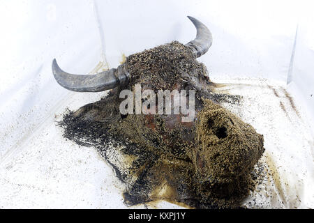 Zersetzung des Wasserbüffels Kopf Stockfoto