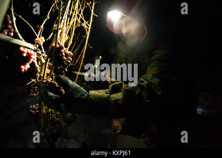 Landwirtschaftliche Arbeitnehmer der Ernte eingefroren Gewürztraminer Trauben mitten in der Nacht Icewine zu machen. Stockfoto