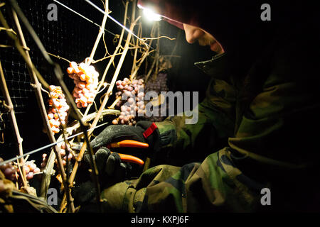 Landwirtschaftliche Arbeitnehmer der Ernte eingefroren Gewürztraminer Trauben mitten in der Nacht Icewine zu machen. Stockfoto