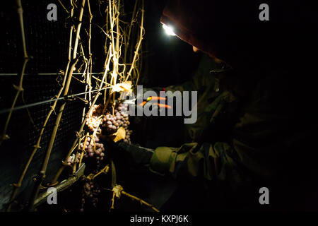 Landwirtschaftliche Arbeitnehmer der Ernte eingefroren Gewürztraminer Trauben mitten in der Nacht Icewine zu machen. Stockfoto