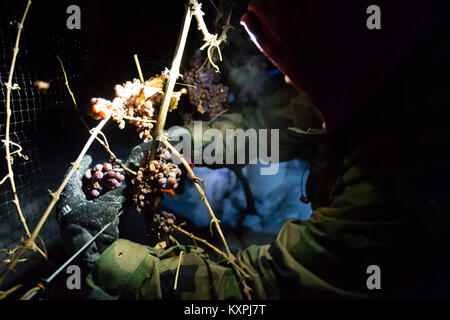 Landwirtschaftliche Arbeitnehmer der Ernte eingefroren Gewürztraminer Trauben mitten in der Nacht Icewine zu machen. Stockfoto