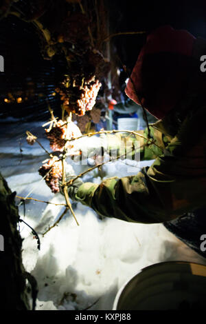 Landwirtschaftliche Arbeitnehmer der Ernte eingefroren Gewürztraminer Trauben mitten in der Nacht Icewine zu machen. Stockfoto