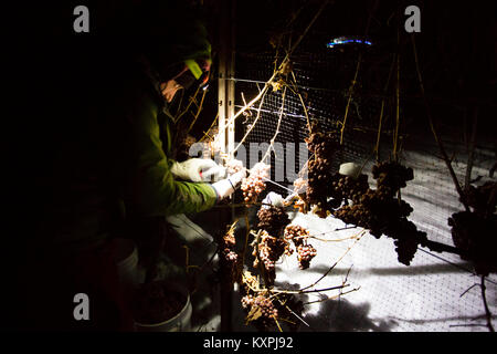 Landwirtschaftliche Arbeitnehmer der Ernte eingefroren Gewürztraminer Trauben mitten in der Nacht Icewine zu machen. Stockfoto