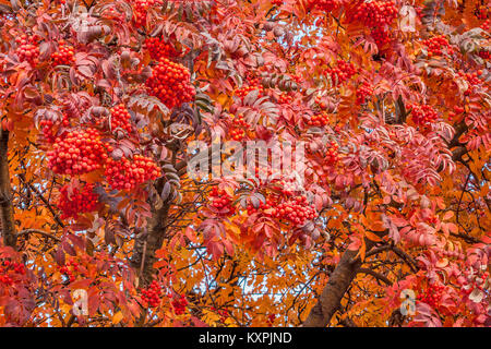 Brillante, lebendige Farben auf einem amerikanischen Mountain Ash Baum im Herbst Stockfoto