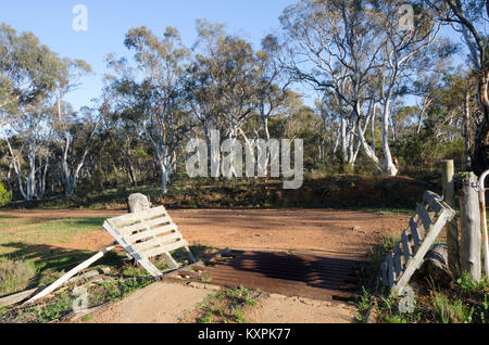 Vieh Raster auf Farm Road, Cooma, New South Wales, Australien Stockfoto