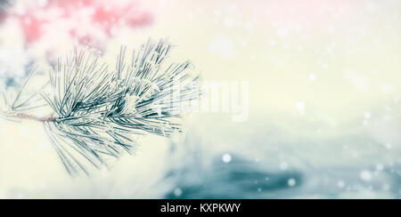 Niederlassung von Nadelholz Baum: Zeder oder Fichte mit Reif und Schnee im Winter tag Hintergrund abgedeckt. Winter outdoor Natur Stockfoto