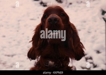 Ein Irish Setter (Red Setter) schoß in den Schnee. Stockfoto