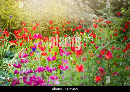 Eine sonnige Staudenbeet mit leuchtend roten Tulipa sprengeri Blumen Stockfoto