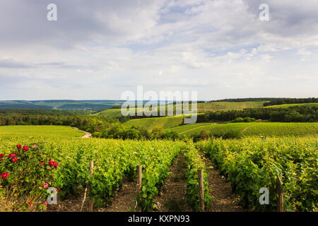 Frankreich, Aube (10), Champagner, Côte des Bar, Les Riceys, le vignoble // Frankreich, Calvados, Champagner, Côte des Bar, Les Riceys, Champagner Wein Regio Stockfoto