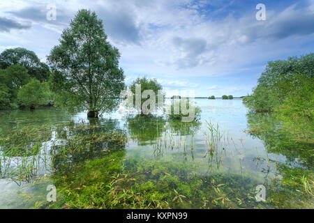 Frankreich, Aube (10), Champagner, Parc naturel régional de la Forêt d'Orient, Lac d'Orient // Frankreich, Calvados, Champagner, Orient Wald Regionale Naturpark Stockfoto