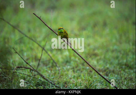 Eine grüne Bee eater Vogel sitzt auf einem Stick in ein grünes Feld Stockfoto