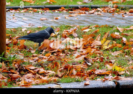 Der Vogel ist auf der Suche in den Laub ernähren, schwarze Krähe auf einem Herbst gelb Laub Stockfoto