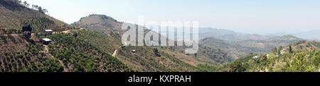 Teeplantagen in den Bergen in Myanmar Stockfoto