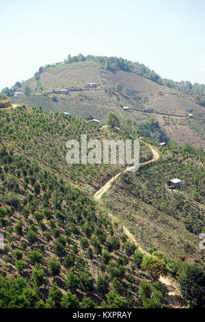 Anschluss entlang der Teeplantagen in den Bergen in Myanmar Stockfoto