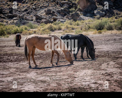 Wilde Pferde in Colorado, USA Stockfoto