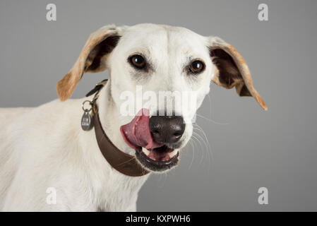 Porträt einer Saluki-Kreuzung, weiblich, 14 Monate, Großbritannien. Stockfoto