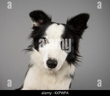 Porträt eines Border Collie Welpen Hund in Großbritannien. Stockfoto