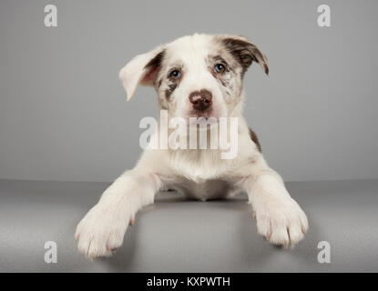 Border Collie Welpe im Alter von 12 Wochen, fotografiert in Großbritannien. Stockfoto