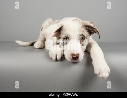 Border Collie Welpe im Alter von 12 Wochen, fotografiert in Großbritannien. Stockfoto