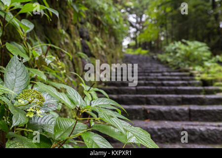 Grünes Blatt und Steintreppe führt ein Fußweg durch den Wald nach dem Regen in Nikko Welterbe, Japan. Selektive konzentrieren. Stockfoto