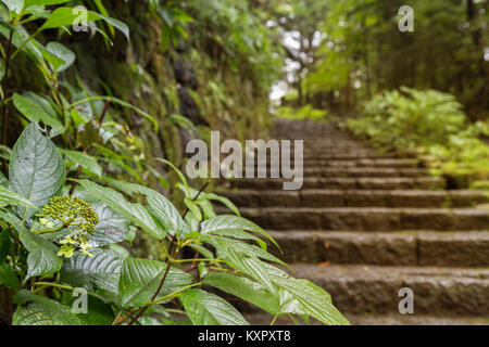 Grünes Blatt und Steintreppe führt ein Fußweg durch den Wald nach dem Regen mit warmer Beleuchtung in Nikko Welterbe, Japan. Selektive konzentrieren. Stockfoto