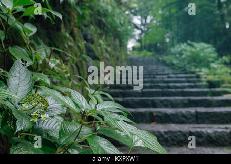 Grünes Blatt und Steintreppe führt ein Fußweg durch den Wald nach dem Regen mit kühlen Beleuchtung in Nikko Welterbe, Japan. Selektive konzentrieren. Stockfoto