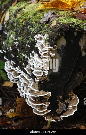 Halterung Pilz Trametes ochracea, wächst an ein Protokoll von Linde Stockfoto