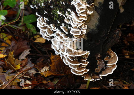 Halterung Pilz Trametes ochracea, wächst an ein Protokoll von Linde Stockfoto