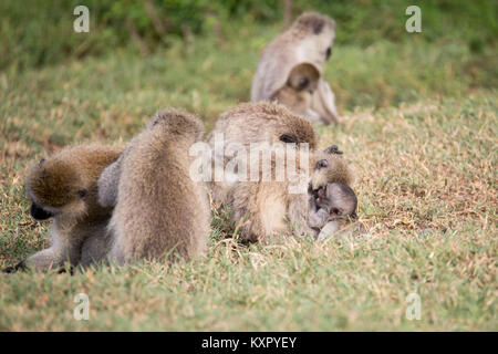 Eine Gruppe von Grüne Meerkatzen am Boden, Grooming, Valley Camp Mara Naboisho conservancy Kenia Afrika Stockfoto