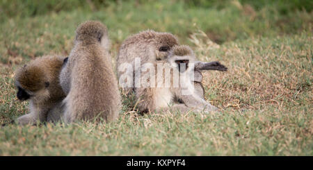 Eine Gruppe von Grüne Meerkatzen am Boden, Valley Camp Mara Naboisho conservancy Kenia Afrika Stockfoto