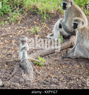 Eine Gruppe von Vervet Affen auf den Boden, darunter ein Baby, Valley Camp Mara Naboisho conservancy Kenia Afrika Stockfoto