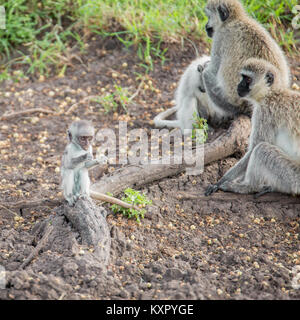 Eine Gruppe von Vervet Affen auf den Boden, darunter ein Baby, Valley Camp Mara Naboisho conservancy Kenia Afrika Stockfoto