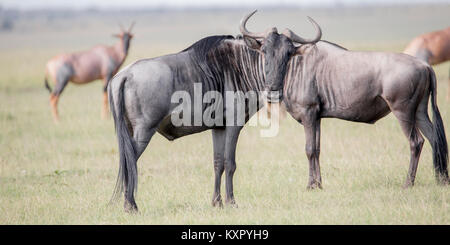 Zwei Wiildebeest in offenes Grasland, einer auf die Kamera zu suchen, Valley Camp Mara Naboisho conservancy Kenia Afrika Stockfoto