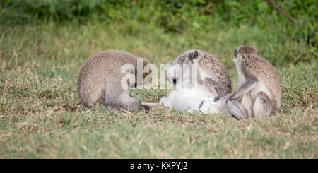 Eine Gruppe von Grüne Meerkatzen am Boden, Grooming, Valley Camp Mara Naboisho conservancy Kenia Afrika Stockfoto