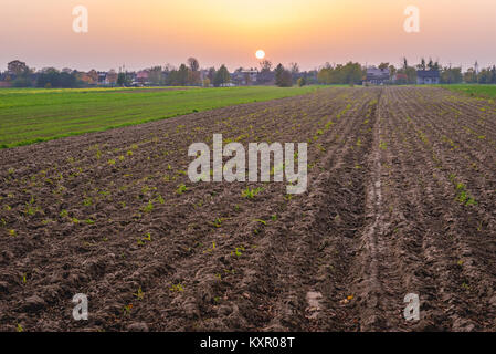 Sonnenuntergang über Winter Getreide Felder in Brochow Dorf, Sochaczew Grafschaft in der Woiwodschaft Masowien in Polen Stockfoto