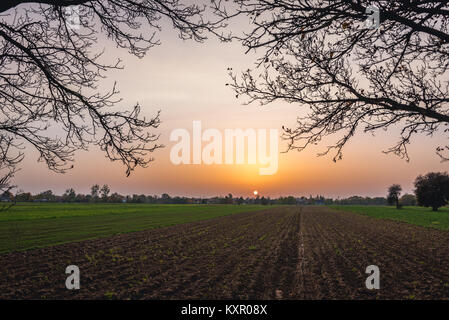 Sonnenuntergang über Winter Getreide Felder in Brochow Dorf, Sochaczew Grafschaft in der Woiwodschaft Masowien in Polen Stockfoto