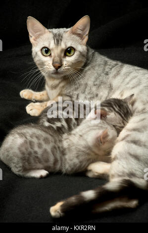 Wunderschöne reinrassige Silver bengal Katze pflege Ihre zwei Kätzchen von Pixel Perfect Cattery. Ein Kätzchen ist helle Punkte ist man dunkle Flecken. Stockfoto