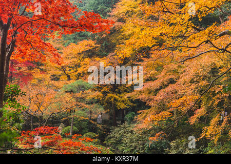 Kyoto Herbst Coloful Jahreszeit Red Maple Leaf Garden. Stockfoto