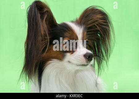 Schöne junge Continental spaniel Papillon auf grünem Hintergrund Stockfoto