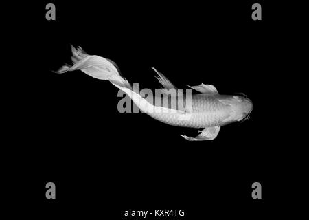 White Butterfly Koi Fisch auf schwarzem Hintergrund zen Kunst ruhiges Tier Konzept Stockfoto