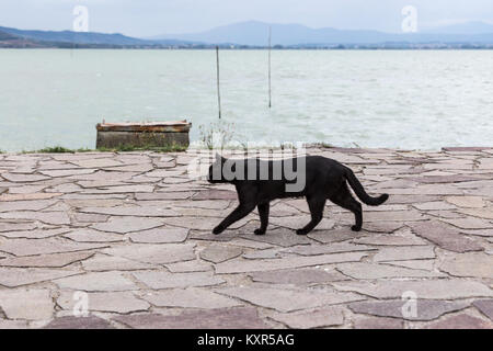 Eine schwarze Katze auf einem Pier am Trasimeno See Stockfoto