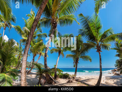 Kokospalmen am tropischen Strand auf den Seychellen. Stockfoto