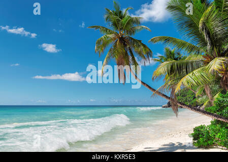 Palmen auf exotischen tropischen Strand. Sommerurlaub und Urlaub Konzept Hintergrund. Stockfoto