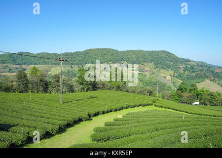 Schöne Szene von Tee Plantage in Doi Mae Salong, Chiang Rai Thailand Stockfoto