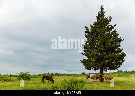 Kühe grasen auf einer Wiese in der Nähe von einem Baum. Kühe grasen. Reise nach Georgien Stockfoto