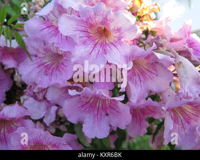 Klettern Bower Rebe - Pandorea jasminoides auf Granit Wand an Land Pfad Stockfoto